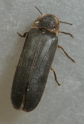 Lampyris noctiluca
